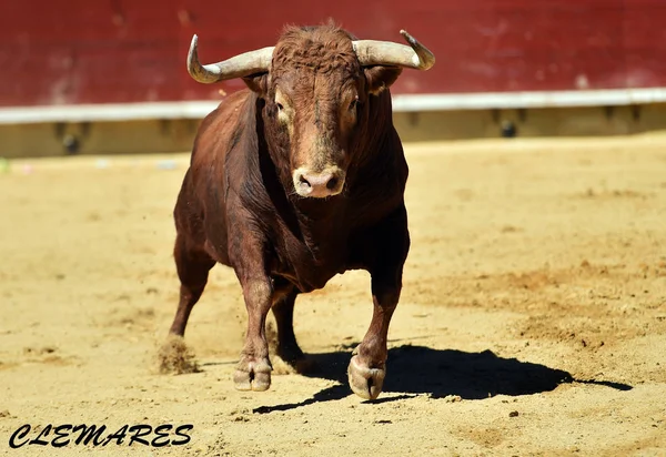 Spanyol Bika Spanyolország — Stock Fotó