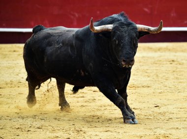 İspanya'ile büyük boynuzları boğa