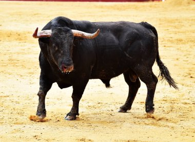 İspanya'ile büyük boynuzları boğa
