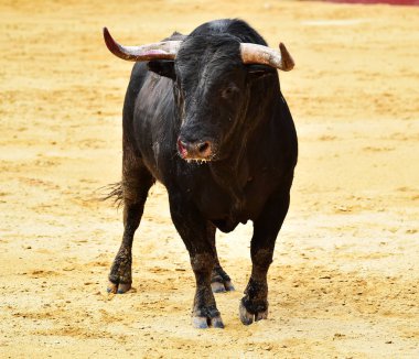 İspanya'ile büyük boynuzları boğa