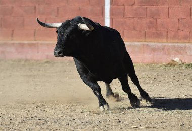 İspanya'ile büyük boynuzları boğa