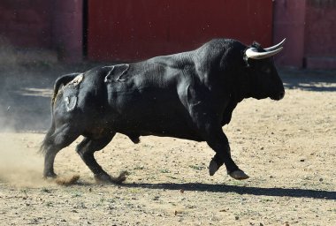 bullring İspanyol boğa
