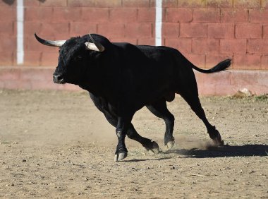 bullring İspanyol boğa