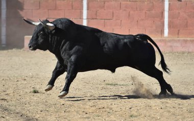 bullring İspanyol boğa