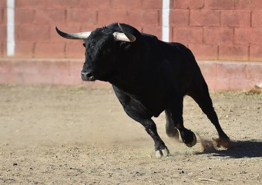 Arena içinde çalışan İspanya siyah boğa