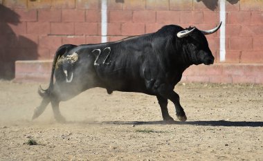 Arena içinde çalışan İspanya siyah boğa