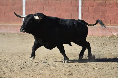 Arena içinde çalışan İspanya siyah boğa