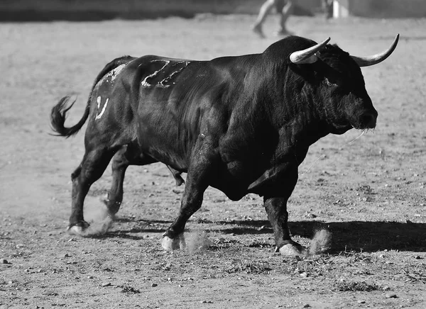 Bull Španělsku Velkými Rohy — Stock fotografie