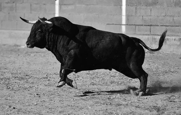 Bullring Spanyol Boğa — Stok fotoğraf