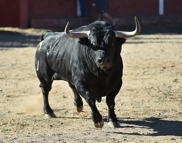 Toro Español Plaza Toros — Foto de Stock