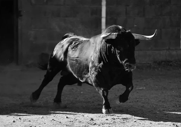 Spagnolo Toro Bullring — Foto Stock