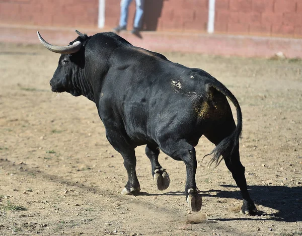 Black Bull Spain Running Bullring — Stock Photo, Image