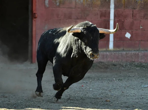 Zwarte Stier Spanje Uitgevoerd Arena — Stockfoto