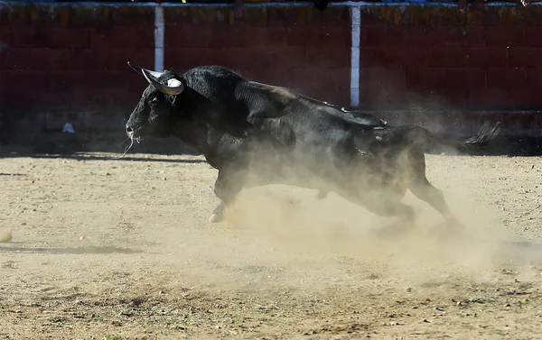 Svart Tjur Spanien Kör Tjurfäktningsarena — Stockfoto