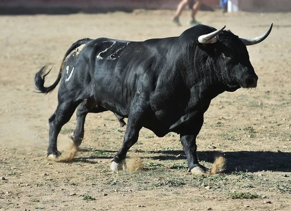 西班牙黑牛在斗牛场奔跑 — 图库照片