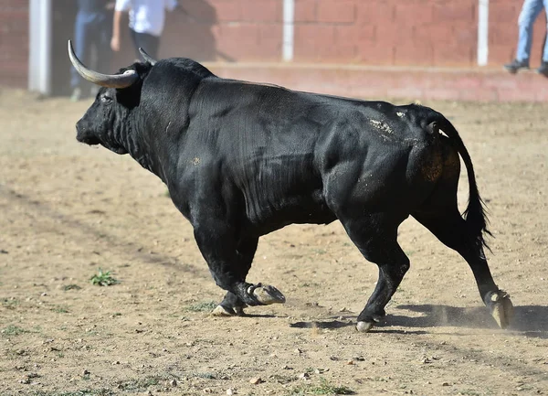 Schwarzer Stier Spanien Läuft Stierkampfarena — Stockfoto