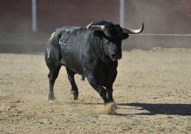boğa İspanya'siyah