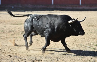 boğa İspanya'siyah
