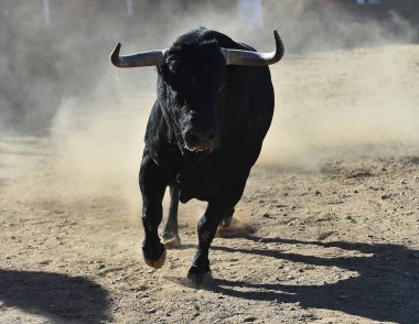 İspanya'ile büyük boynuzları boğa
