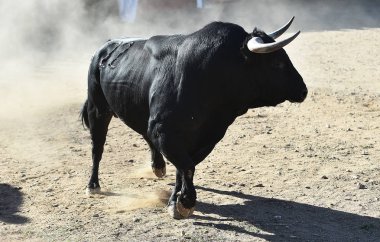 İspanya'ile büyük boynuzları boğa