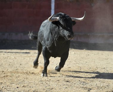 İspanya'ile büyük boynuzları boğa