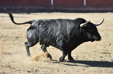 İspanya'ile büyük boynuzları boğa