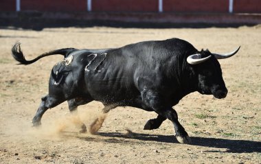İspanya'ile büyük boynuzları boğa