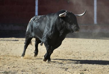 İspanya'ile büyük boynuzları boğa