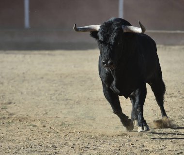 İspanya'ile büyük boynuzları boğa