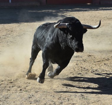 İspanya'ile büyük boynuzları boğa