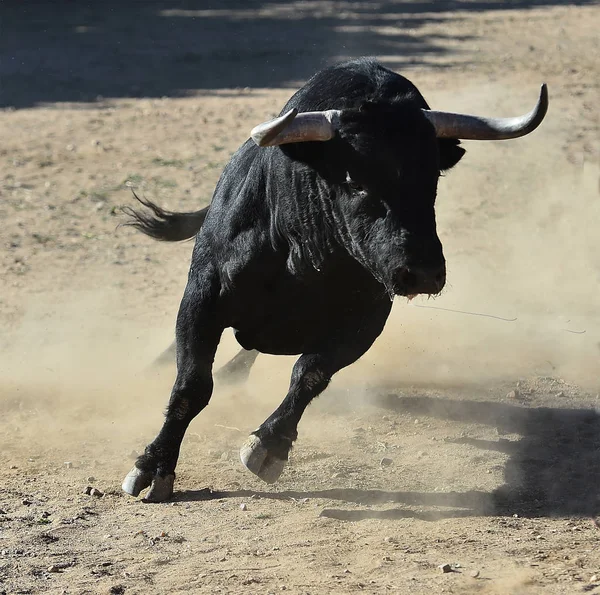 Bull Svart Spanien — Stockfoto