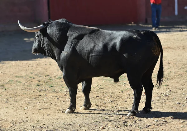 Ταύρος Μαύρο Στην Ισπανία — Φωτογραφία Αρχείου