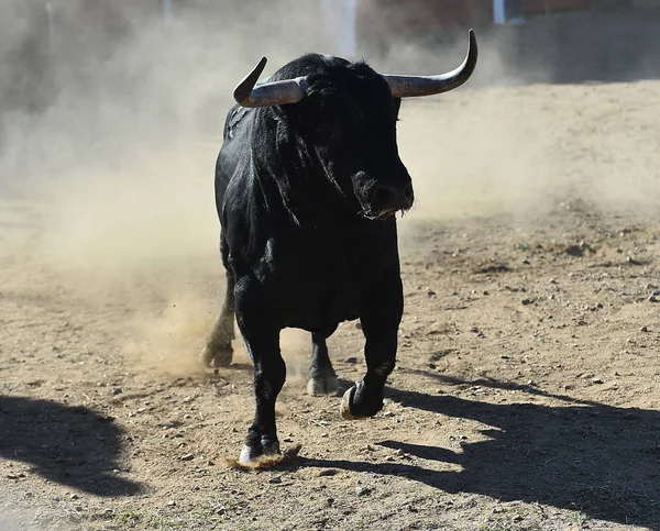 Bull Black Spain — Stock Photo, Image