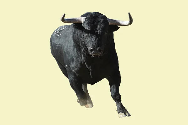 Bull Black Spain — Stock Photo, Image