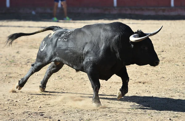 Stier Zwart Spanje — Stockfoto