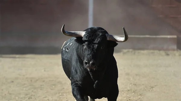 Býk Černý Španělsku — Stock fotografie