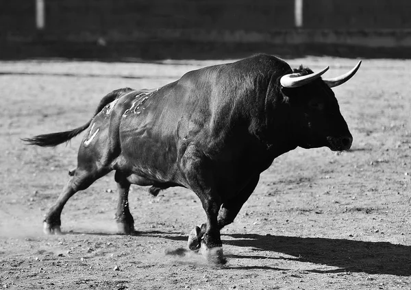 Bulle Spanien Mit Großen Hörnern — Stockfoto