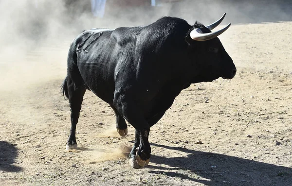 İspanya'ile büyük boynuzları boğa