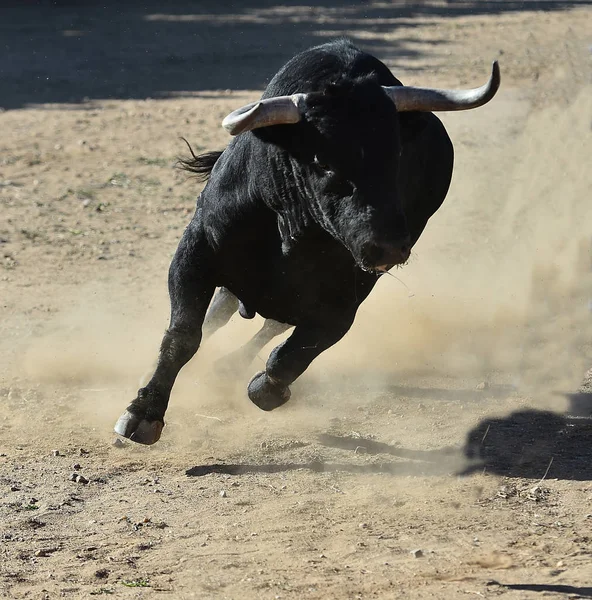 Touro Espanha Com Chifres Grandes — Fotografia de Stock