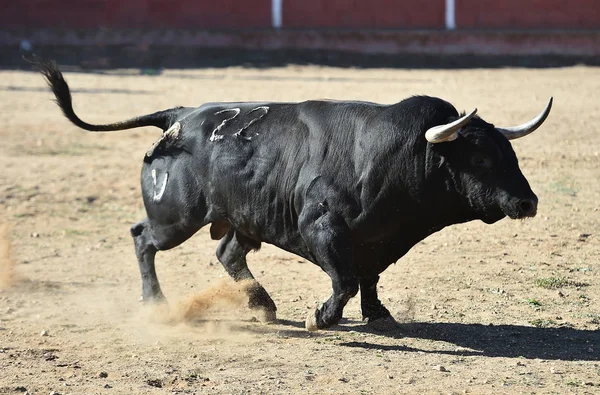 İspanya'ile büyük boynuzları boğa