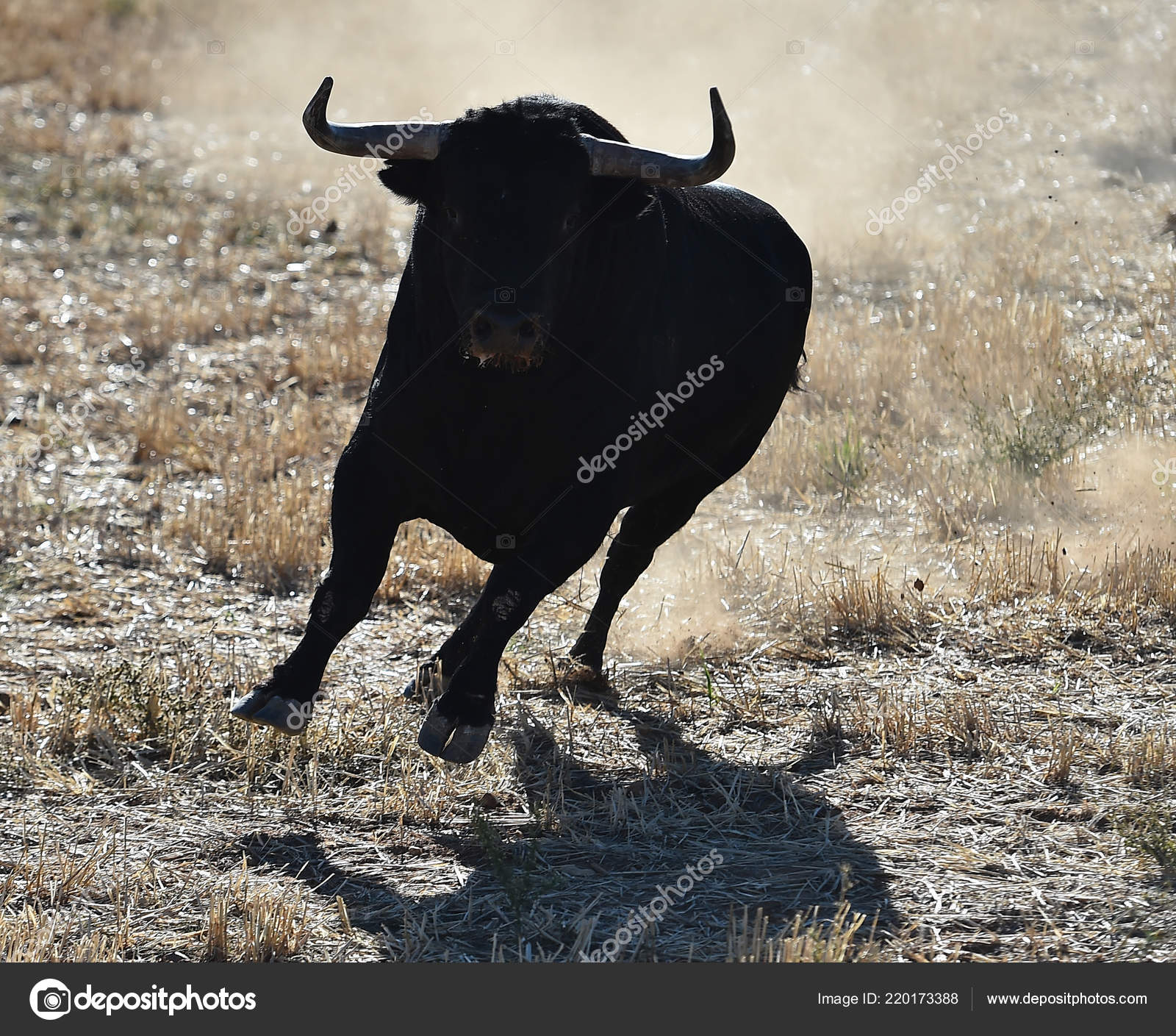 Taureau Espagne Courir Dans Les Arenes Image Libre De Droit Par Albertoclemares Hotmail Com C