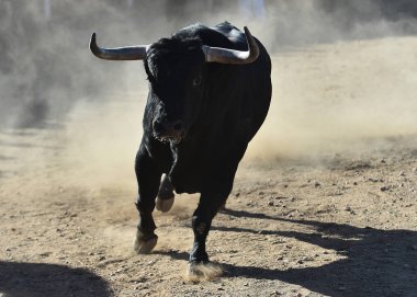 İspanya'ile büyük boynuzları boğa