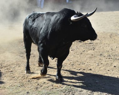 Arena içinde çalışan İspanya boğa