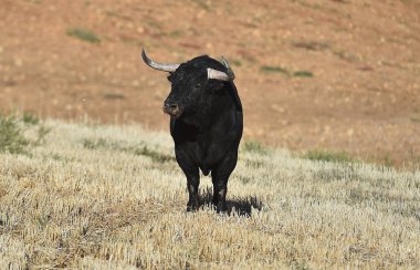 Arena içinde çalışan İspanya boğa