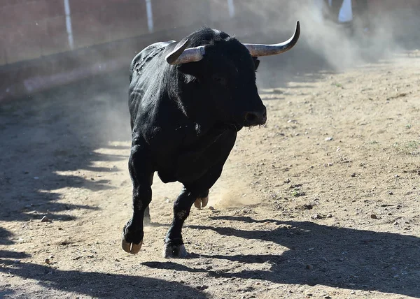 Bull Spain Running Bullring — Stock Photo, Image