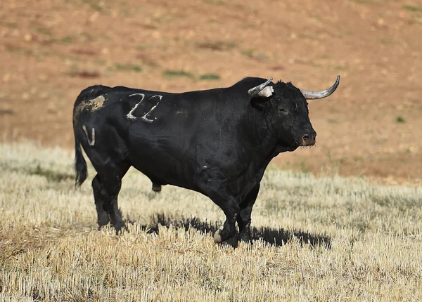 Touro Espanha Correndo Touros — Fotografia de Stock