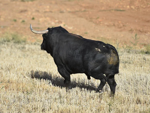 Toro Spagna Esecuzione Bullring — Foto Stock