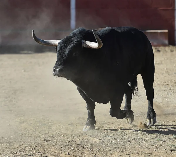 Tjuren Spanien Kör Tjurfäktningsarena — Stockfoto