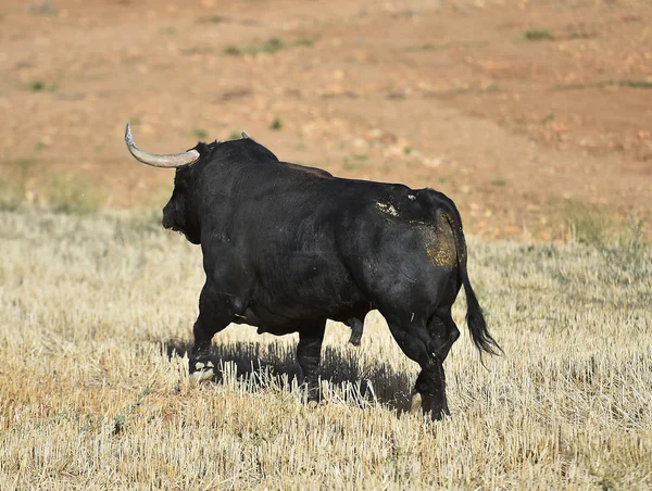 Taureau Espagne Courir Dans Les Arènes — Photo