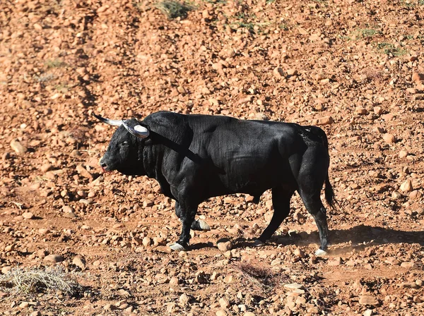 Taureau Espagne Courir Dans Les Arènes — Photo